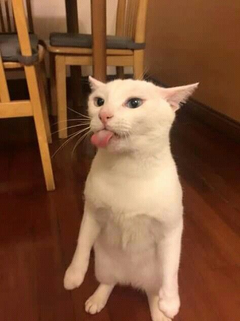 Kitty meme